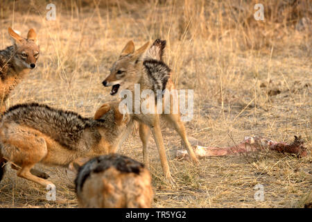 Black-backed Jackal (Canis mesomelas), defencing ein Teil von einem Kadaver, Namibia, Etosha National Park Stockfoto