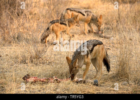 Black-backed Jackal (Canis mesomelas), pack essen Teile einer Leiche, Namibia, Etosha National Park Stockfoto