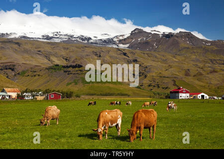 Inländische Rinder (Bos primigenius f. Taurus), grasende Kühe in der frpnt Eyjafjallajoekull, Island, South Island, Eyjafjoell Stockfoto