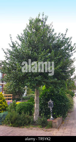 Holly / Ilex Aquifolium Baum in Hecken, bedeckt mit roten Holly Beeren