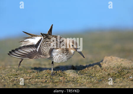 Strandläufer (Calidris alpina), stehen am Strand streching Flügel, Spanien, Andalusien, Bolonia Stockfoto