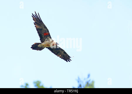 Lämmergeier, Bartgeier (Gypaetus Barbatus), Fliegen, Spanien, Nationalpark Ordesa Stockfoto