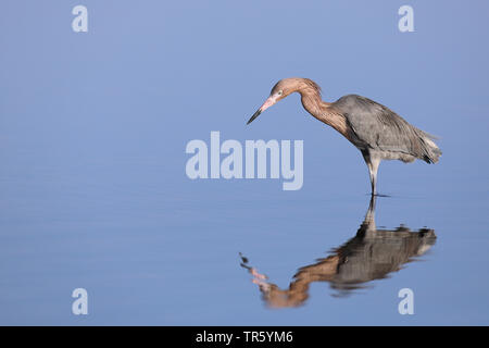 Rötlich Seidenreiher (Egretta rufescens), auf der Suche nach Nahrung auf Flachwasser, USA, Florida, Merritt Island National Wildlife Refuge Stockfoto