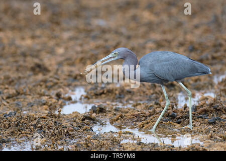 Little Blue Heron (Egretta caerulea), am Strand mit Krabben im Schnabel, USA, Florida, Merritt Island National Wildlife Refuge Stockfoto