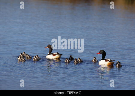 Brandente (Tadorna tadorna), Paar mit Küken, Schwimmen, Niederlande, Texel Stockfoto