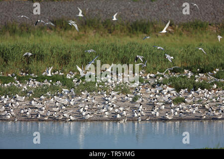 Brandseeschwalbe (Sterna sandvicensis, Thalasseus sandvicensis), Kolonie, die von der Wasserseite, Niederlande, Texel Stockfoto