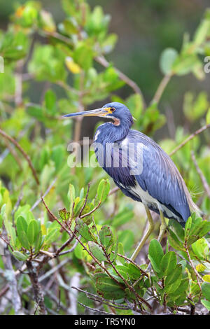 Louisiana Reiher, Dreifarbige Heron (Egretta tricolor), stehend in der Mangrove, USA, Florida, Merritt Island National Wildlife Refuge Stockfoto