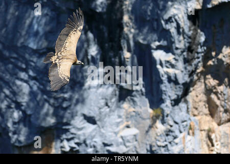 Gänsegeier (Tylose in Fulvus), vor einer Felswand, Spanien fliegen, Nationalpark Ordesa Stockfoto