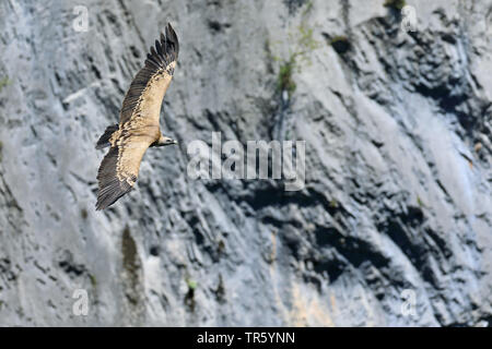 Gänsegeier (Tylose in Fulvus), vor einer Felswand, Spanien fliegen, Nationalpark Ordesa Stockfoto