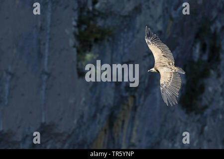 Gänsegeier (Tylose in Fulvus), vor einer Felswand, Spanien fliegen, Nationalpark Ordesa Stockfoto