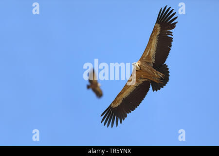 Gänsegeier (Tylose in Fulvus), Kreisen, Spanien, Sierra de Guara Stockfoto