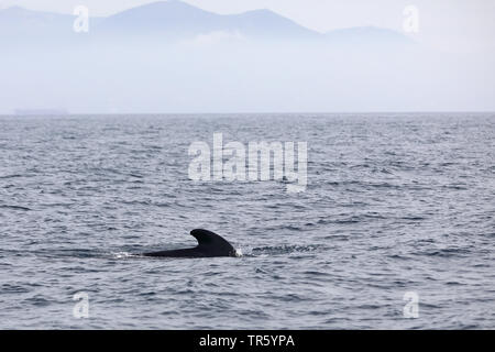 Long-finned Grindwal, pothead Wal, Wale, longfin caaing Grindwal, Atlantic Grindwal, blackfish (globicephala Melas, globicephala Melaena), Schwimmen, Spanien, Tarifa, Straße von Gibraltar Stockfoto