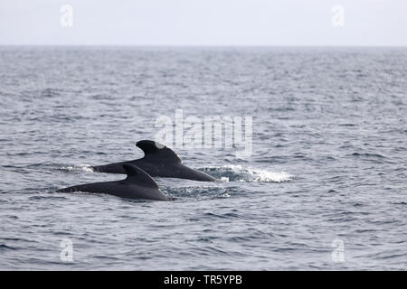 Long-finned Grindwal, pothead Wal, Wale, longfin caaing Grindwal, Atlantic Grindwal, blackfish (globicephala Melas, globicephala Melaena), zwei Swimming longfin Grindwale, Spanien, Tarifa, Straße von Gibraltar Stockfoto