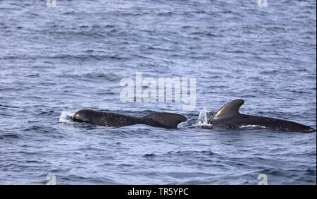 Long-finned Grindwal, pothead Wal, Wale, longfin caaing Grindwal, Atlantic Grindwal, blackfish (globicephala Melas, globicephala Melaena), zwei Swimming longfin Grindwale, Spanien, Tarifa, Straße von Gibraltar Stockfoto