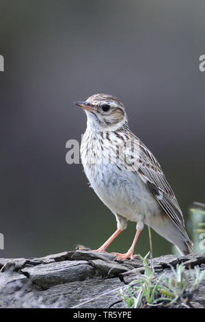 Holz Lerche (Lullula arborea), auf dem Boden sitzend, Spanien, Aragon, Puertolas Stockfoto