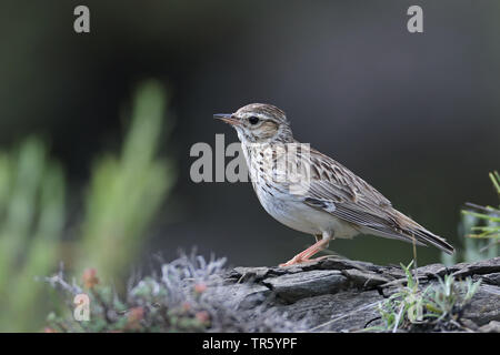 Holz Lerche (Lullula arborea), auf dem Boden sitzend, Spanien, Aragon, Puertolas Stockfoto