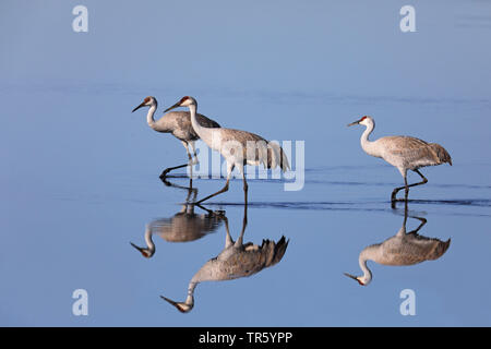 (Grus canadensis Sandhill Crane, Antigone canadensis), in der Gruppe zu Fuß durch seichtes Wasser, USA, Florida, Gainesville, Paynes Prairie Preserve Stockfoto