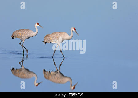 (Grus canadensis Sandhill Crane, Antigone canadensis), ein paar wenige durch seichtes Wasser, USA, Florida, Gainesville, Paynes Prairie Preserve Stockfoto