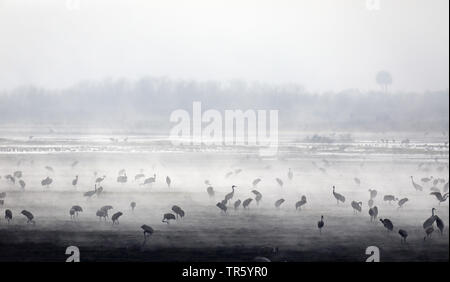 (Grus canadensis Sandhill Crane, Antigone canadensis), Herde Nahrungssuche im Nebel, USA, Florida, Gainesville, Paynes Prairie Stockfoto