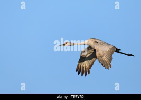 (Grus canadensis Sandhill Crane, Antigone canadensis), Fliegen, USA, Florida, Gainesville, Paynes Prairie Preserve Stockfoto