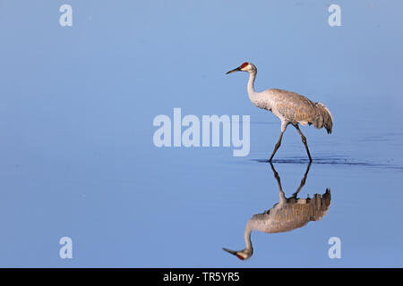 (Grus canadensis Sandhill Crane, Antigone canadensis), im Wasser waten, USA, Florida, Gainesville, Paynes Prairie Preserve Stockfoto