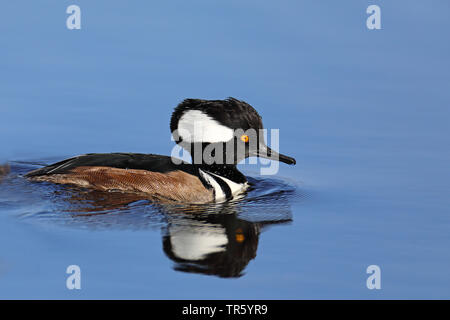 Hooded merganser (Mergus Lophodytes cucullatus cucullatus,), Schwimmen männliche mit Reflexion, USA, Florida, Merritt Island National Wildlife Refuge Stockfoto