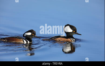 Hooded merganser (Mergus Lophodytes cucullatus cucullatus,), Twi schwimmen Männer mit Reflexion, USA, Florida, Merritt Island National Wildlife Refuge Stockfoto