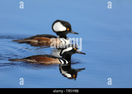 Hooded merganser (Mergus Lophodytes cucullatus cucullatus,), Twi schwimmen Männer mit Reflexion, USA, Florida, Merritt Island National Wildlife Refuge Stockfoto