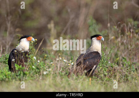 Northern Crested Karakara Karakara (cheriway), Paar in Gras, USA, Florida Stockfoto