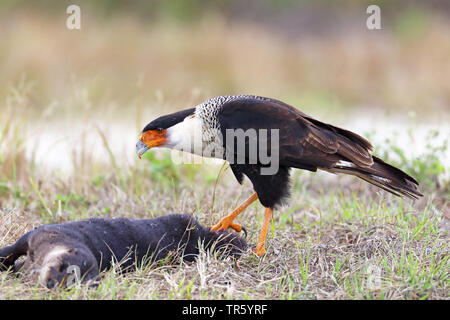 Northern Crested Karakara Karakara (cheriway), Fütterung auf toten Otter, USA, Florida Stockfoto