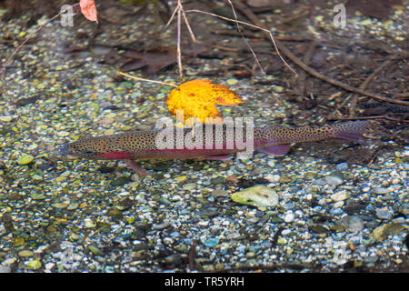 Die Regenbogenforelle (Oncorhynchus mykiss, Salmo gairdneri), in einem Fluss, Deutschland, Bayern, Isental Stockfoto