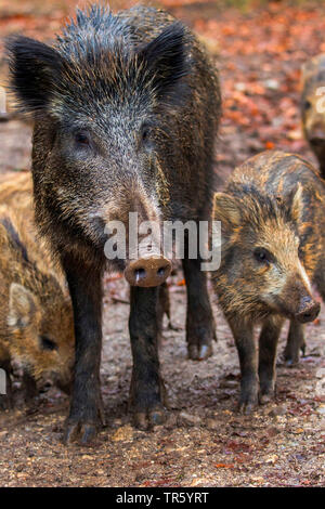 Wilde Eber, Schwein, Wildschwein (Sus scrofa), mit zwei Ferkel, Deutschland, Bayern Stockfoto