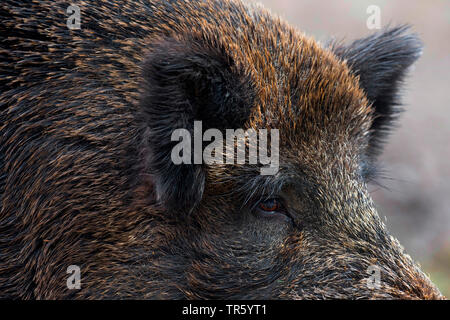 Wilde Eber, Schwein, Wildschwein (Sus scrofa), tusker, Detail des Kopfes, Deutschland, Bayern Stockfoto