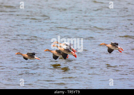 Graugans (Anser anser), Herde über den Chiemsee, Deutschland, Bayern, Chiemsee Stockfoto