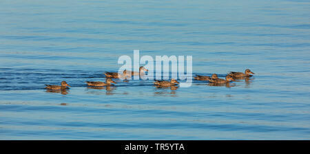 Northern shoveler (Anas Clypeata), Schwimmen Frauen, Deutschland, Bayern, Chiemsee Stockfoto