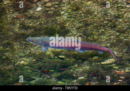 Huchen, Huchen (Hucho Hucho), männlich im bräutlichen couloration, Deutschland, Bayern, Isar Stockfoto