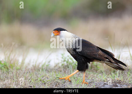 Northern Crested Karakara Karakara (cheriway), Wandern auf Gras, USA, Florida Stockfoto