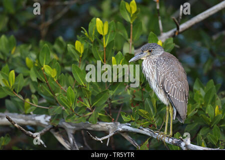 Gelb - gekrönte Nachtreiher, gekrönt Nachtreiher (Nycticorax violaceus, Nyctanassa violacea), Jungen birdk standin in Mangrove, USA, Florida, Sanibel Island Stockfoto