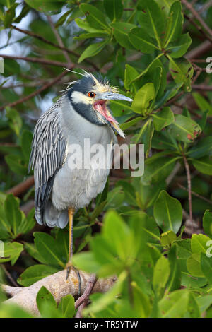 Gelb - gekrönte Nachtreiher, gekrönt Nachtreiher (Nycticorax violaceus, Nyctanassa violacea), die in den Mangroven Wald auf einem Zweig und Kotzen, Seitenansicht, USA, Florida, Sanibel Island Stockfoto