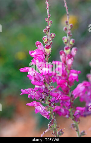 Garten snapdragon (Antirrhinum majus), blühende, Spanien, Tella Aragon Stockfoto