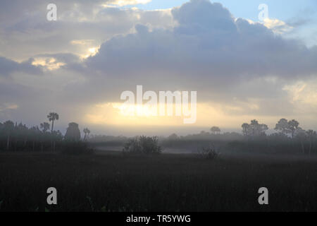 Im Morgennebel, USA, Florida, Sumpf, Merritt Island National Wildlife Refuge Stockfoto