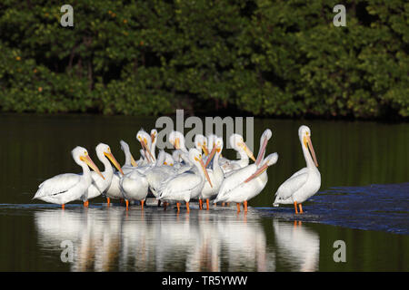 American White Pelican (Pelecanus erythrorhynchos), Gruppe staning in Wasser, USA, Florida, Sanibel Island Stockfoto