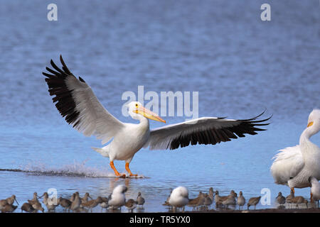 American White Pelican (Pelecanus erythrorhynchos), Landung auf dem Wasser Seite, USA, Florida, Sanibel Island Stockfoto