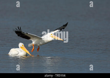 American White Pelican (Pelecanus erythrorhynchos), Schwimmen und starten, USA, Florida, Sanibel Island Stockfoto