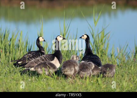 Nonnengans (Branta leucopsis), Erwachsene mit Küken auf dem Ufer, Niederlande, Texel Stockfoto