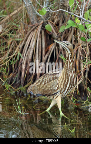 Amerikanische Rohrdommel (Botaurus lentiginosus), post Position in der Mangrove, Seitenansicht, USA, Florida, Merritt Island National Wildlife Refuge Stockfoto