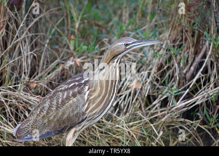 Amerikanische Rohrdommel (Botaurus lentiginosus), stand in der Mangrove, Seitenansicht, USA, Florida, Merritt Island National Wildlife Refuge Stockfoto