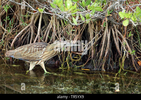 Amerikanische Rohrdommel (Botaurus lentiginosus), stand in der Mangrove, Seitenansicht, USA, Florida, Merritt Island National Wildlife Refuge Stockfoto