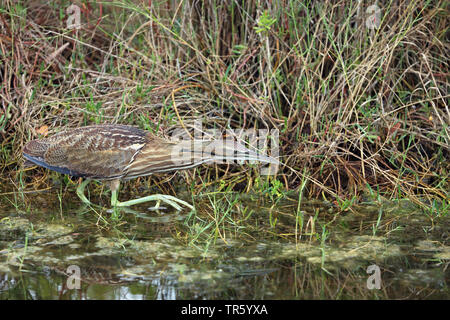 Amerikanische Rohrdommel (Botaurus lentiginosus), Suche Essen in der Mangrove, Seitenansicht, USA, Florida, Merritt Island National Wildlife Refuge Stockfoto