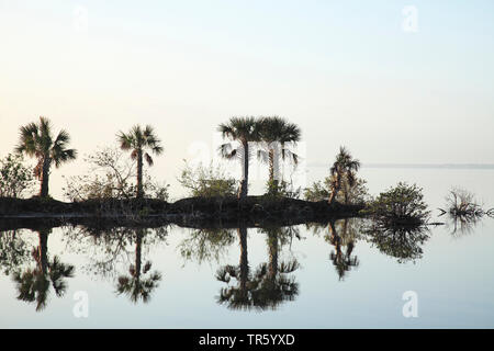 Sägepalme (Sabal Palmetto), Gruppe im Wasser am Abend, USA, Florida, Merritt Island National Wildlife Refuge widerspiegelt Stockfoto